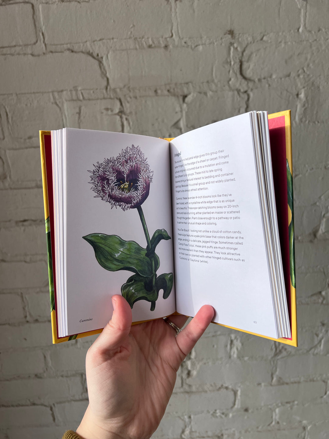 Tulips - A Little Book Of Flowers