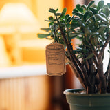 Air Freshener - Piñon