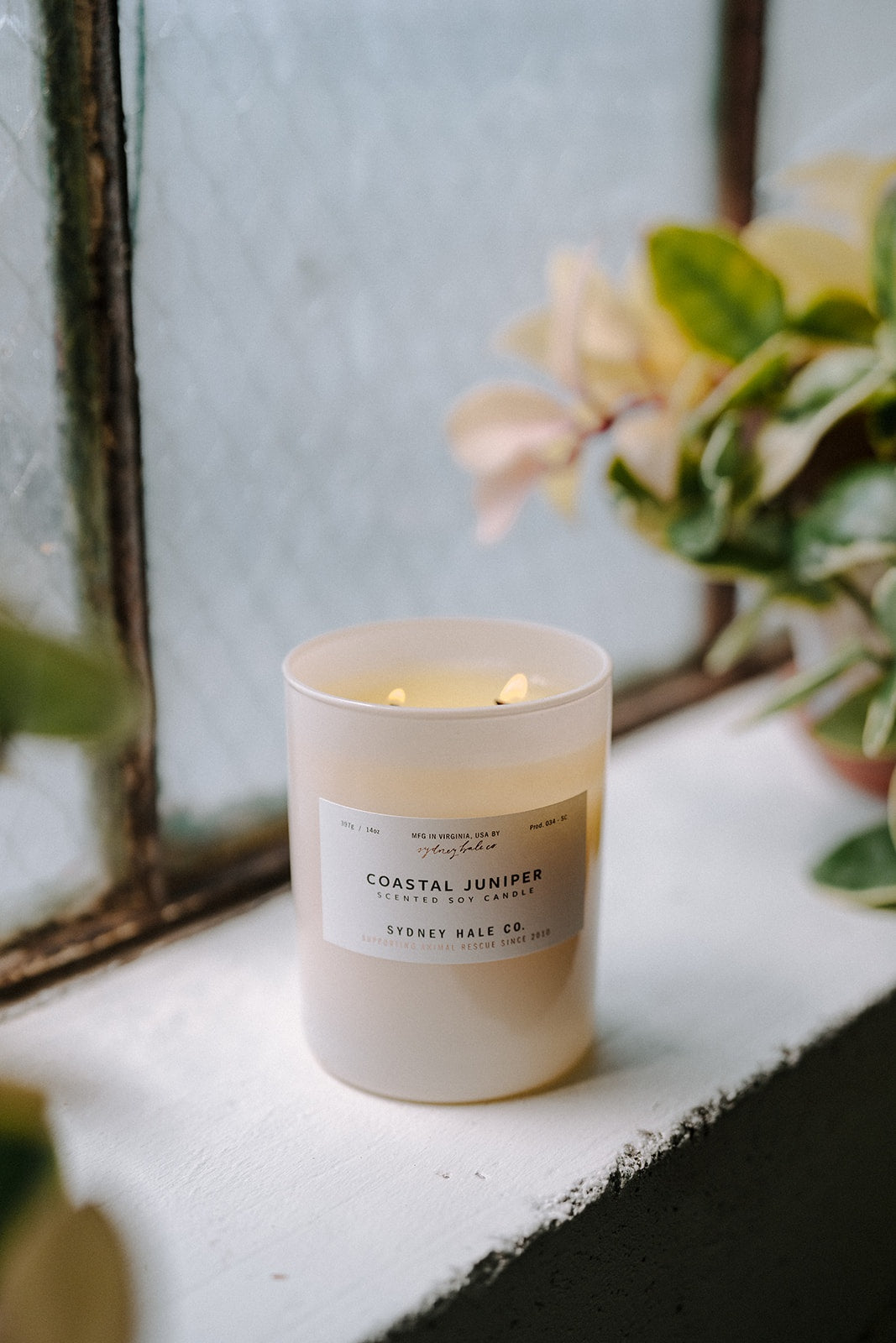 Sydney Hale Coastal Juniper 14 oz. candle